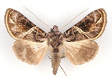 Ctenoplusia euchroa